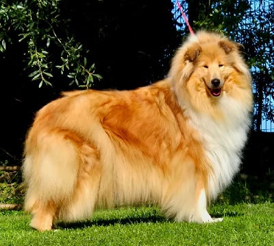 https://chiens-de-france.com/photo/chiens/2025_10/tn200/TN200_chiens--b5bad5da-32d5-c184-5d81-c7a07a93442d_min.jpg