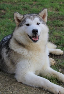https://chiens-de-france.com/photo/chiens/2025_10/tn200/TN200_chiens-Alaskan-Malamute-81a28edd-5236-ca74-2145-968311baeec5_min.jpg