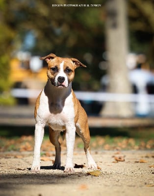 https://chiens-de-france.com/photo/chiens/2025_10/tn200/TN200_chiens-American-Staffordshire-Terrier-543cbd3e-5713-d284-3da3-24afb8ffcaa8_min.jpg