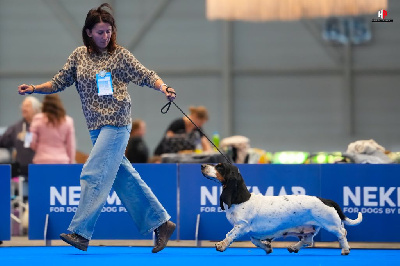 https://chiens-de-france.com/photo/chiens/2025_10/tn200/TN200_chiens-Basset-Hound-59047c3c-ba5f-e4e4-318b-858e8164a4f7_min.jpg