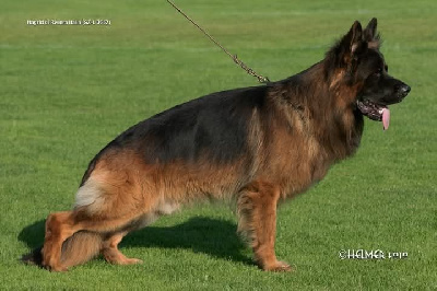 Hagrid di riviera italia