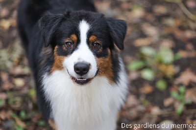 Voici la douceur Des Gardiens Du Mermoz