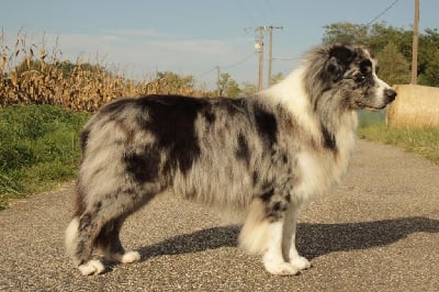 Thorgal (Sans Affixe)