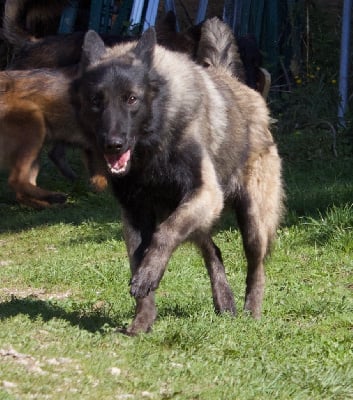 Uno Du Royaume De B?Oxie