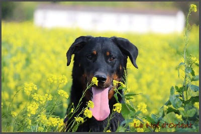 Vic de la No? d'Orient