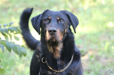 Vicomte (Sans Affixe)