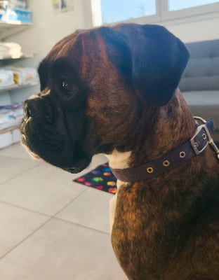 https://chiens-de-france.com/photo/chiens/2025_10/tn200/TN200_chiens-Boxer-3bb241fa-1c8e-0c14-c9d3-1df6081591f6_min.jpg
