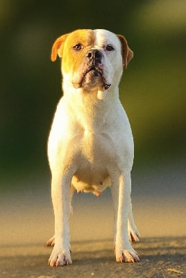 https://chiens-de-france.com/photo/chiens/2025_10/tn200/TN200_chiens-Bulldog-continental-bcd2358a-0750-9844-c541-bb4b2a2e0156_min.jpg