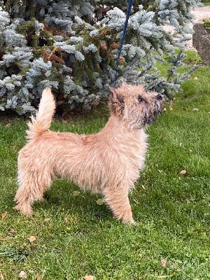 Vulcain du Harpouy D'Auzan