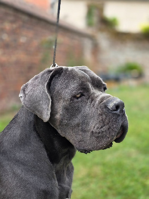 Vasko Des Gardiens Des Sept Collines