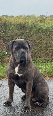 R'zeus du temple de jade