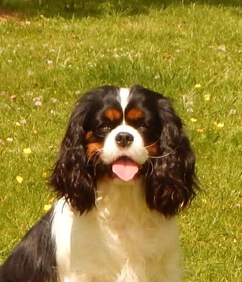 https://chiens-de-france.com/photo/chiens/2025_10/tn200/TN200_chiens-Cavalier-King-Charles-Spaniel-02d3d602-83dc-1424-6db2-8044ea10460e_min.jpg