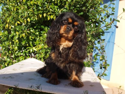 https://chiens-de-france.com/photo/chiens/2025_10/tn200/TN200_chiens-Cavalier-King-Charles-Spaniel-9a52ef20-a0cb-97f4-51a0-c343111efcbd_min.jpg