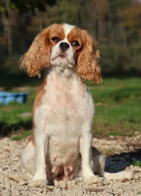 https://chiens-de-france.com/photo/chiens/2025_10/tn200/TN200_chiens-Cavalier-King-Charles-Spaniel-9fd05ee0-9ac7-d5a4-9585-ebae7d0087a2_min.jpg