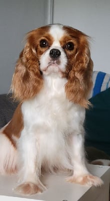 https://chiens-de-france.com/photo/chiens/2025_10/tn200/TN200_chiens-Cavalier-King-Charles-Spaniel-b07cde8f-7a39-0874-d55a-0e81d33ba09a_min.jpg