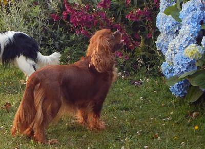 https://chiens-de-france.com/photo/chiens/2025_10/tn200/TN200_chiens-Cavalier-King-Charles-Spaniel-db7ce9ed-94d1-cea4-15bb-a42fc03df439_min.jpg