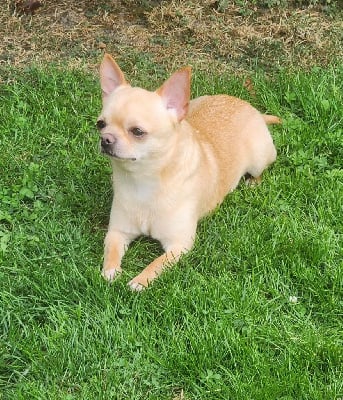 The billy jean du Diamant d'Or