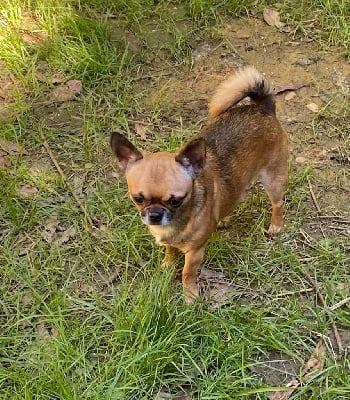 Papaye du manoir de la corbie