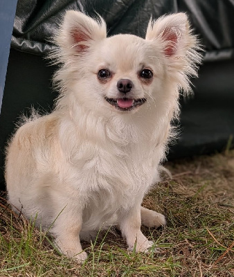 Valou Du Domaine De Montbrieux