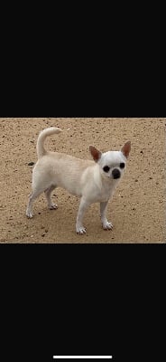 https://chiens-de-france.com/photo/chiens/2025_10/tn200/TN200_chiens-Chihuahua-ebb587cc-083d-9984-cd29-7e824ac872e9_min.jpg