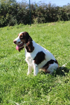 https://chiens-de-france.com/photo/chiens/2025_10/tn200/TN200_chiens-Cocker-Spaniel-Anglais-134f6266-5174-a844-69a8-206e708e7f92_min.jpg