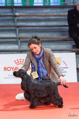 Valentino de la terre d'Opale