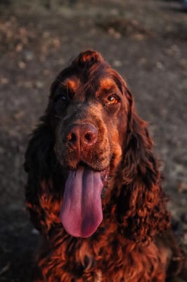 https://chiens-de-france.com/photo/chiens/2025_10/tn200/TN200_chiens-Cocker-Spaniel-Anglais-9ecea12c-605d-f554-c9c9-786232b6dc55_min.jpg