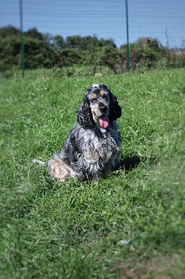 https://chiens-de-france.com/photo/chiens/2025_10/tn200/TN200_chiens-Cocker-Spaniel-Anglais-e7df8a2c-768c-13b4-7914-bd40d6100e8e_min.jpg