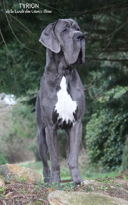 Tyrion de la Lande des G?ants Bleus