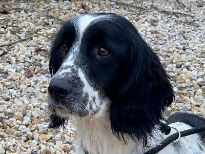 https://chiens-de-france.com/photo/chiens/2025_10/tn200/TN200_chiens-English-Springer-Spaniel-5af8bbb9-44dd-7994-bda3-2146e65afff0_min.jpg