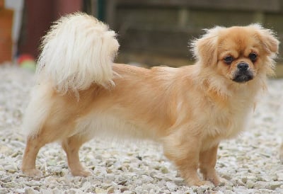 https://chiens-de-france.com/photo/chiens/2025_10/tn200/TN200_chiens-Epagneul-tibetain-4a8fd1e8-aaed-e474-51c8-6ce47af5224c_min.jpg