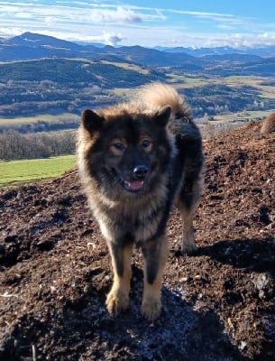 https://chiens-de-france.com/photo/chiens/2025_10/tn200/TN200_chiens-Eurasier-4101397d-dd39-f1b4-c5ce-efe41b4d682f_min.jpg