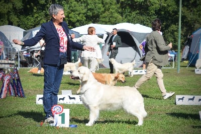 CH. golden rose bay's Waterloo