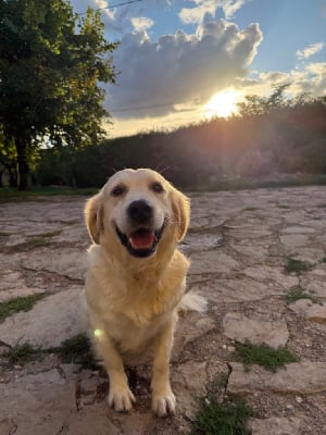 https://chiens-de-france.com/photo/chiens/2025_10/tn200/TN200_chiens-Golden-Retriever-37df3203-1ac0-1394-6dce-689060a3a39d_min.jpg