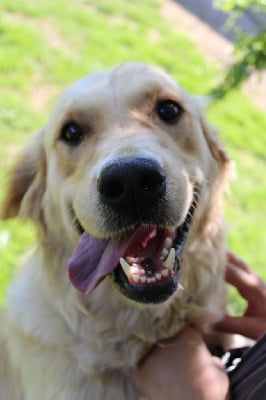 https://chiens-de-france.com/photo/chiens/2025_10/tn200/TN200_chiens-Golden-Retriever-49ae5d48-83d5-8904-a146-543d2b6e3c06_min.jpg