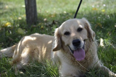 https://chiens-de-france.com/photo/chiens/2025_10/tn200/TN200_chiens-Golden-Retriever-5c678871-d014-afb4-0db0-8858de2d29b1_min.jpg