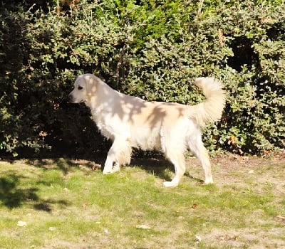 https://chiens-de-france.com/photo/chiens/2025_10/tn200/TN200_chiens-Golden-Retriever-90a3e240-7da2-e804-e5c2-1f3096571602_min.jpg
