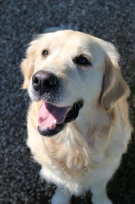 https://chiens-de-france.com/photo/chiens/2025_10/tn200/TN200_chiens-Golden-Retriever-9e9297c2-22b8-15a4-3193-ace9395deff7_min.jpg