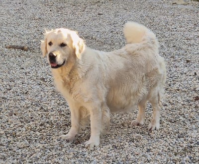 https://chiens-de-france.com/photo/chiens/2025_10/tn200/TN200_chiens-Golden-Retriever-c7a52990-02f0-c6e4-0d9b-7a4c008b4e4b_min.jpg