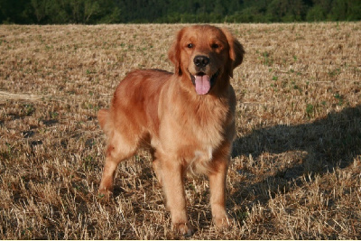 Vittorio Du pays sauvage