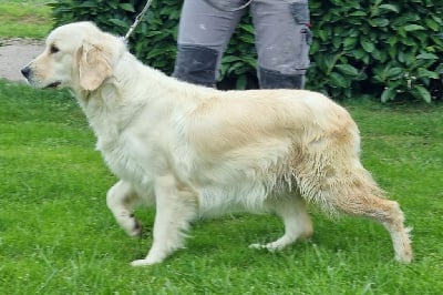 https://chiens-de-france.com/photo/chiens/2025_10/tn200/TN200_chiens-Golden-Retriever-f15b754c-0da5-5204-ed5a-35c0c9440e8a_min.jpg