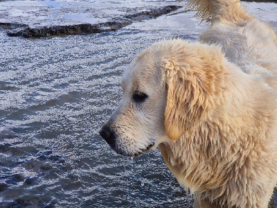 https://chiens-de-france.com/photo/chiens/2025_10/tn200/TN200_chiens-Golden-Retriever-f2f0d4ab-9eea-9824-c9f7-3326311f06ce_min.jpg