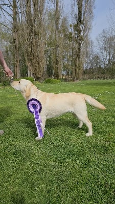 https://chiens-de-france.com/photo/chiens/2025_10/tn200/TN200_chiens-Labrador-Retriever-accd8e83-cc14-ad34-e1ea-efe9cdeb2ad5_min.jpg