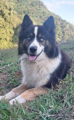 svobodnaya staya Revival of the phoenix