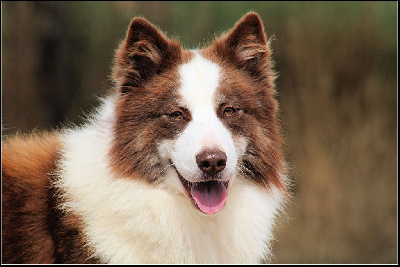 Oukaya forever Us vs the world