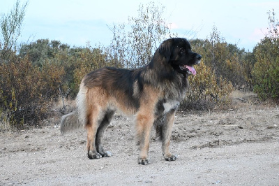 Humberto de valdelaguila