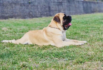 https://chiens-de-france.com/photo/chiens/2025_10/tn200/TN200_chiens-Mastiff-078c79d3-d523-b654-f10a-86b36694e2bf_min.jpg