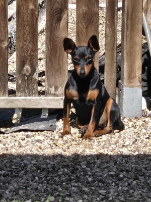 https://chiens-de-france.com/photo/chiens/2025_10/tn200/TN200_chiens-Pinscher-nain-84c01abe-7e8b-b4f4-e54c-dcf3926fdafa_min.jpg