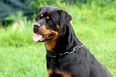 https://chiens-de-france.com/photo/chiens/2025_10/tn200/TN200_chiens-Rottweiler-17d836f6-e11e-0204-0978-5f33fbd00302_min.jpg