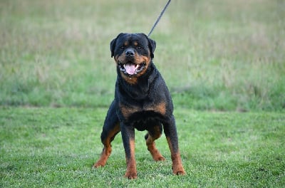 Ullman Sur La Voie De La Reconnaissance
